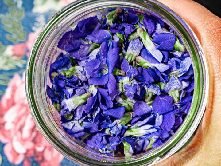 person holding a glass jar of wild violets