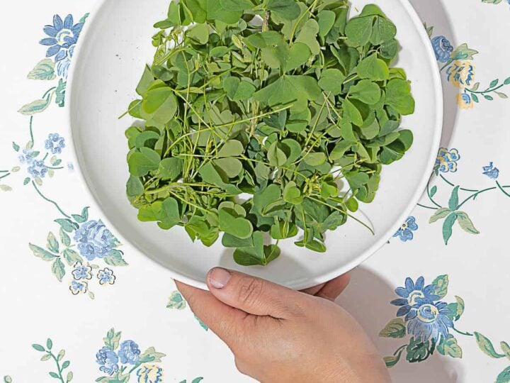 person holding plate of wood sorrel