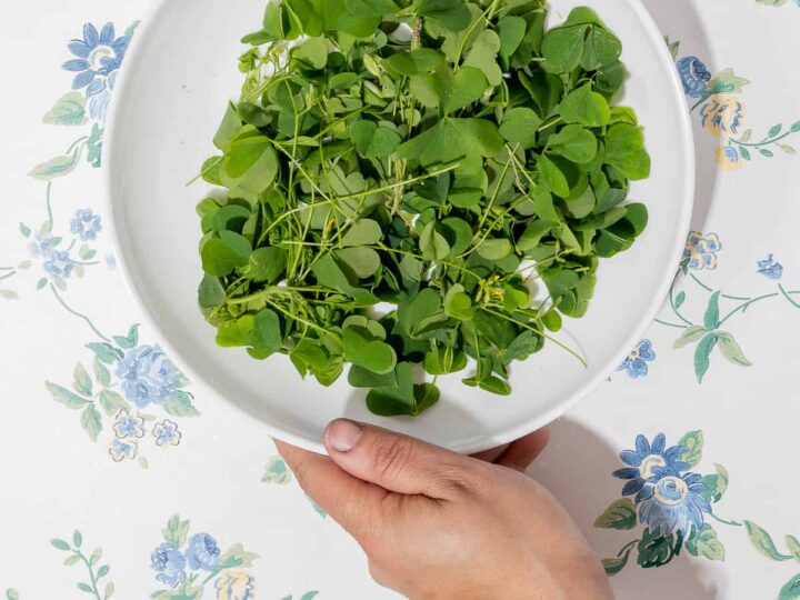 hand holding white bowl of foraged wood sorrel