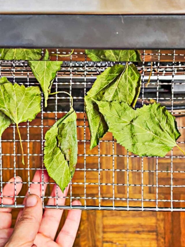 Preserve the Essence: Dried Mulberry Leaf Tea