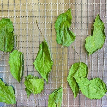 dried mulberry leaves on metal rack on a metal surface