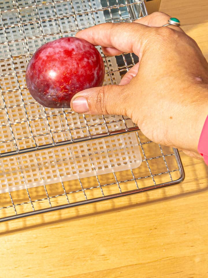 person putting a plum halve on a dehydrator tray