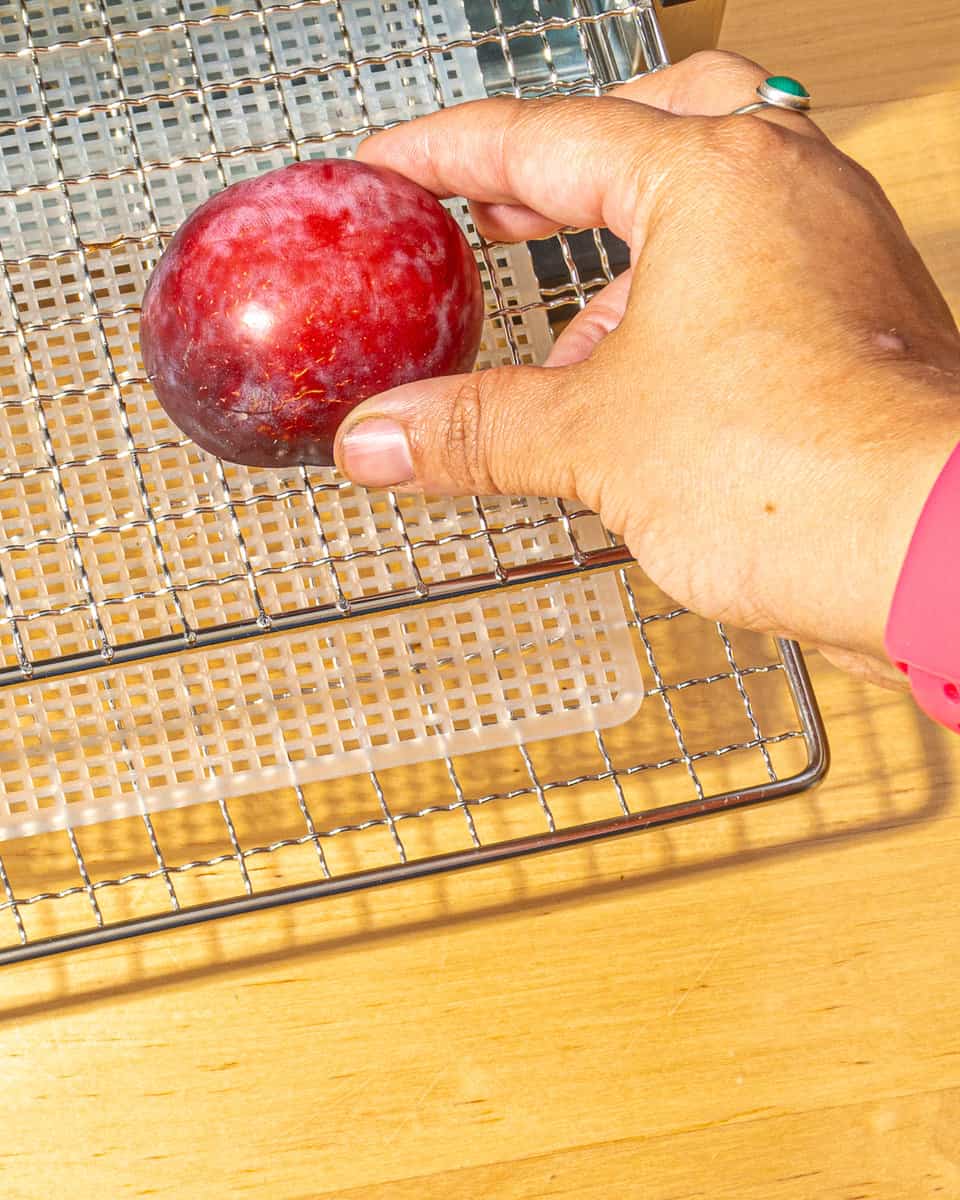 person putting a plum halve on a dehydrator tray