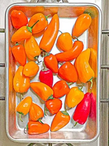 quarter sheet tray with whole red orange and yellow mini peppers