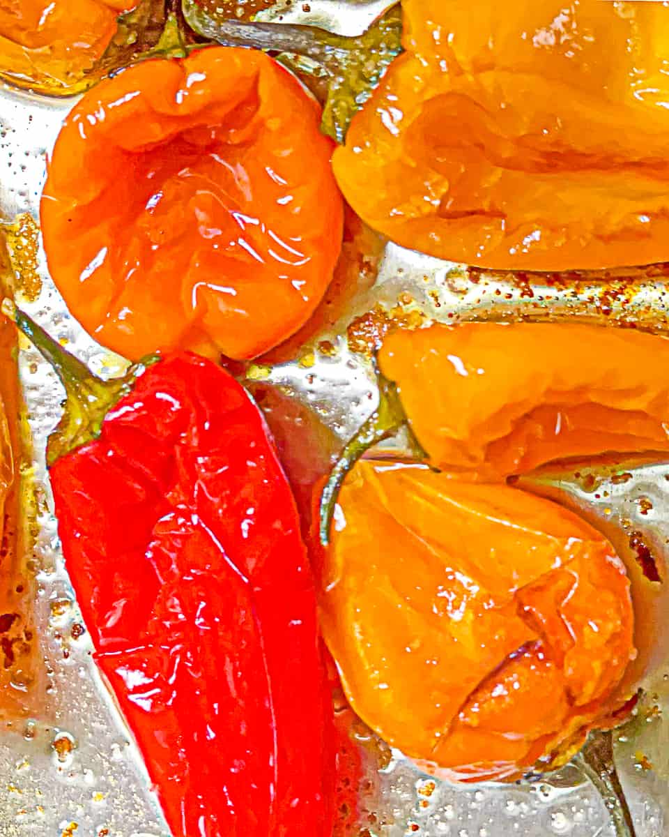 roasted mini peppers on a metal sheet tray in oil