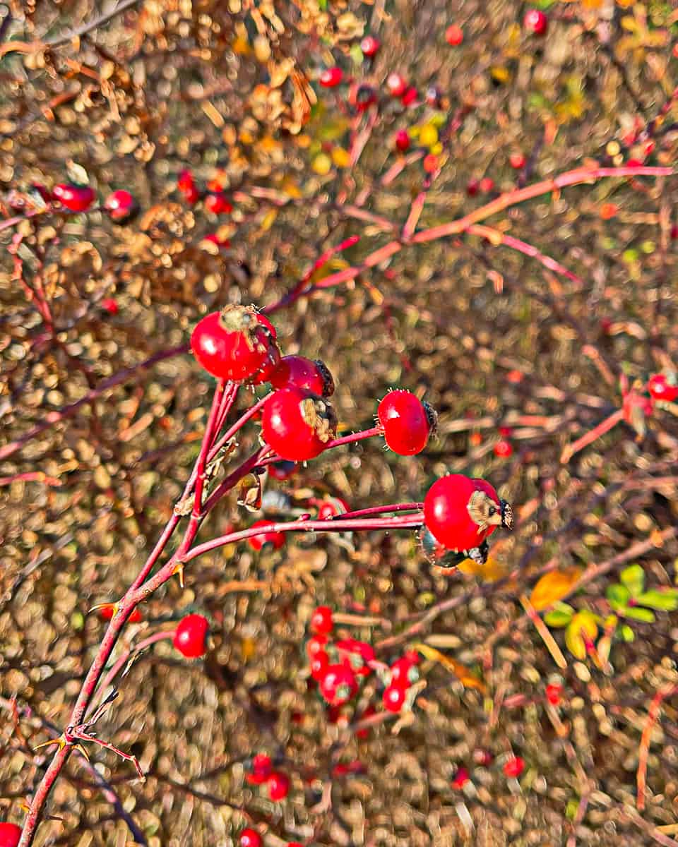 wild rose hips on their stems with other roses in the background