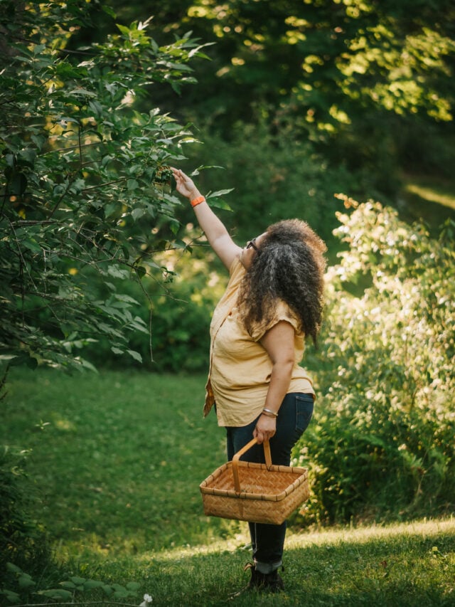 Beginner's Guide to Identifying Wild Edibles » Slow Living Kitchen