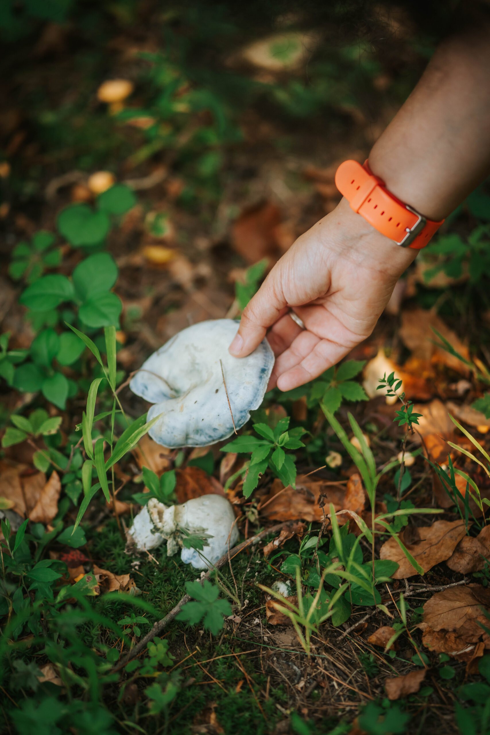 MustHave Mushroom Foraging Tools for Success in the Field