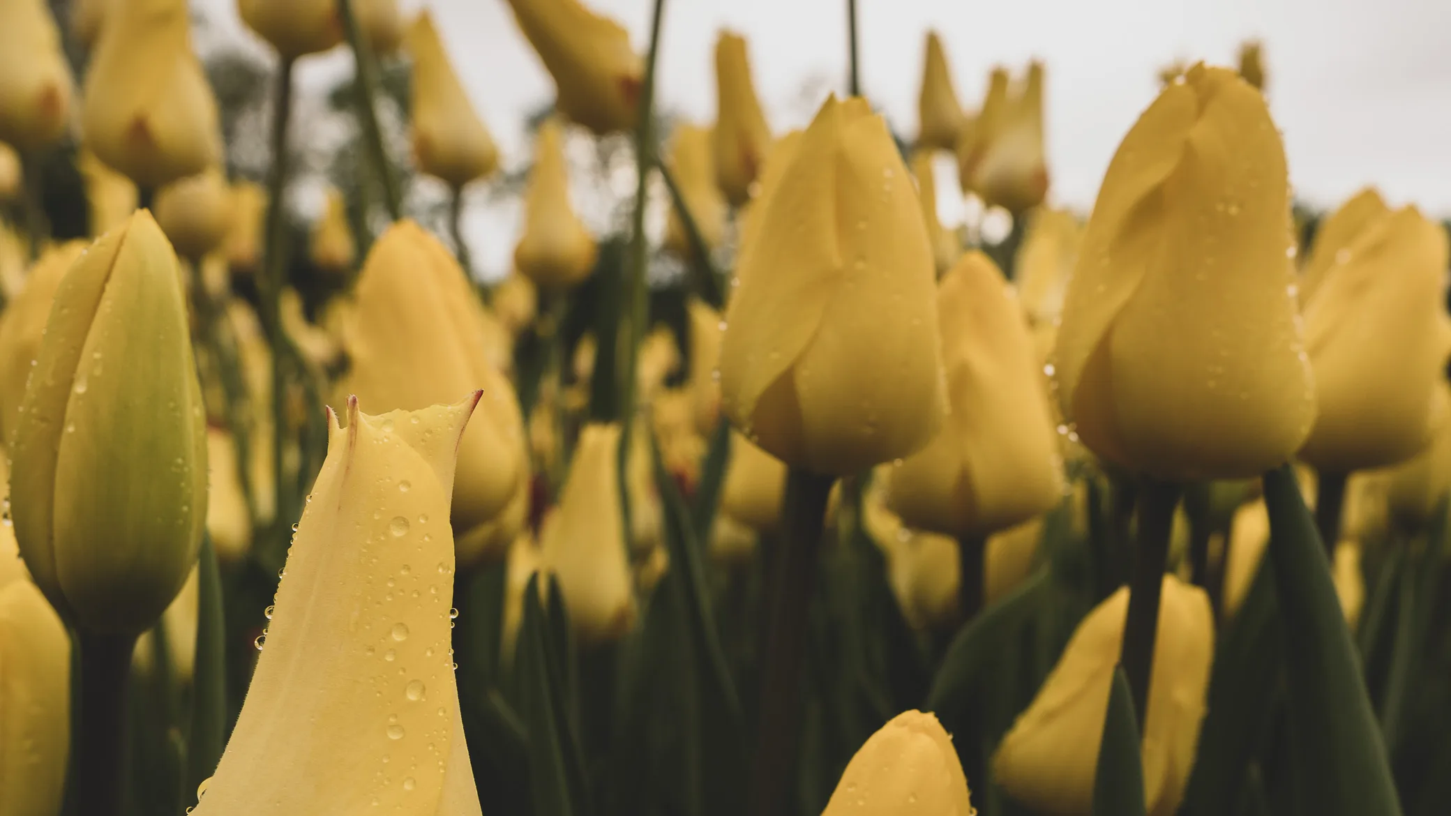 yellow tulips from washington park tulip festival Albany