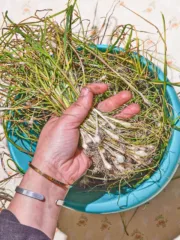 person a bunch of wild onions with left hand. The background is hundreds of foraged wild garlic heads, cloves and leaves