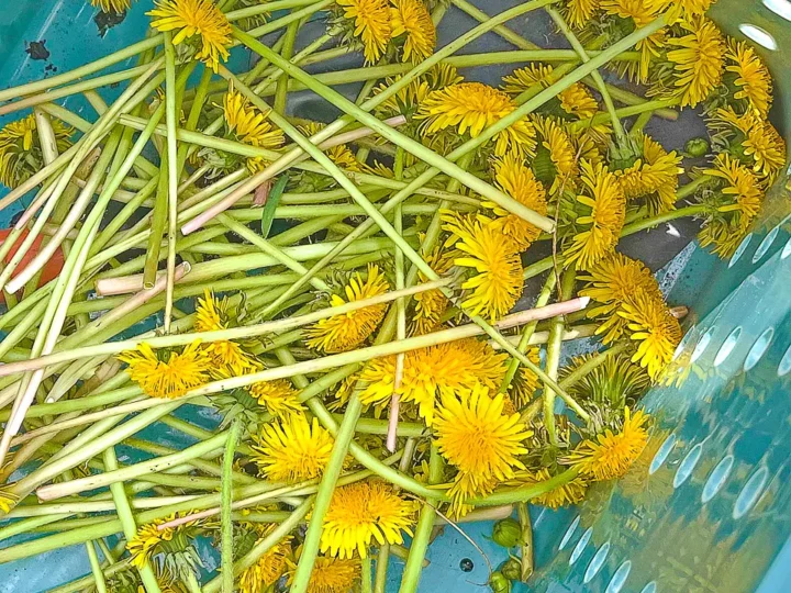 top down view of harvested dandelion flowers and stems in an aqua basket