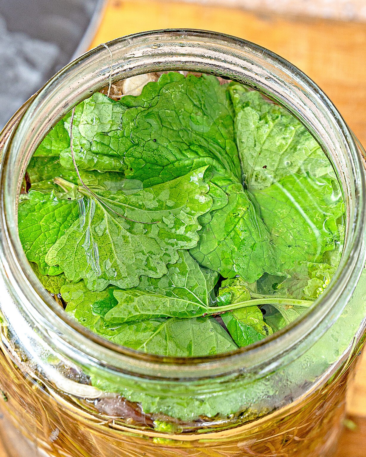 Foraging for Garlic Mustard