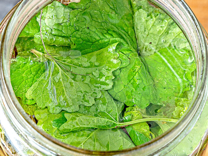 top down view of garlic mustard leaves pickled in apple cider vinegar