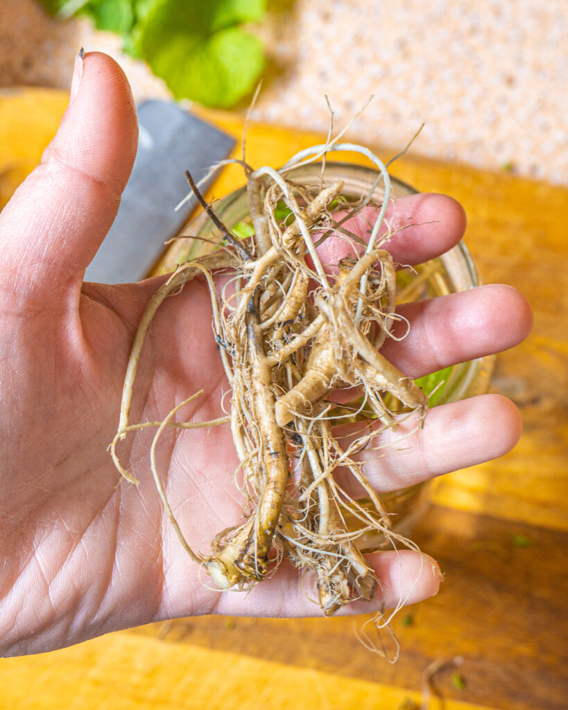 person holding garlic mustard roots