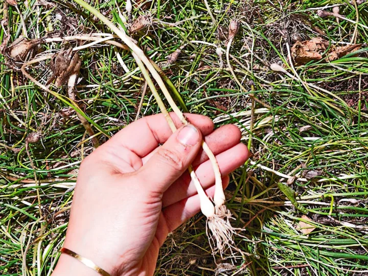 person holding a piece of wild onion with left hand. The background is hundreds of foraged wild garlic heads, cloves and leaves