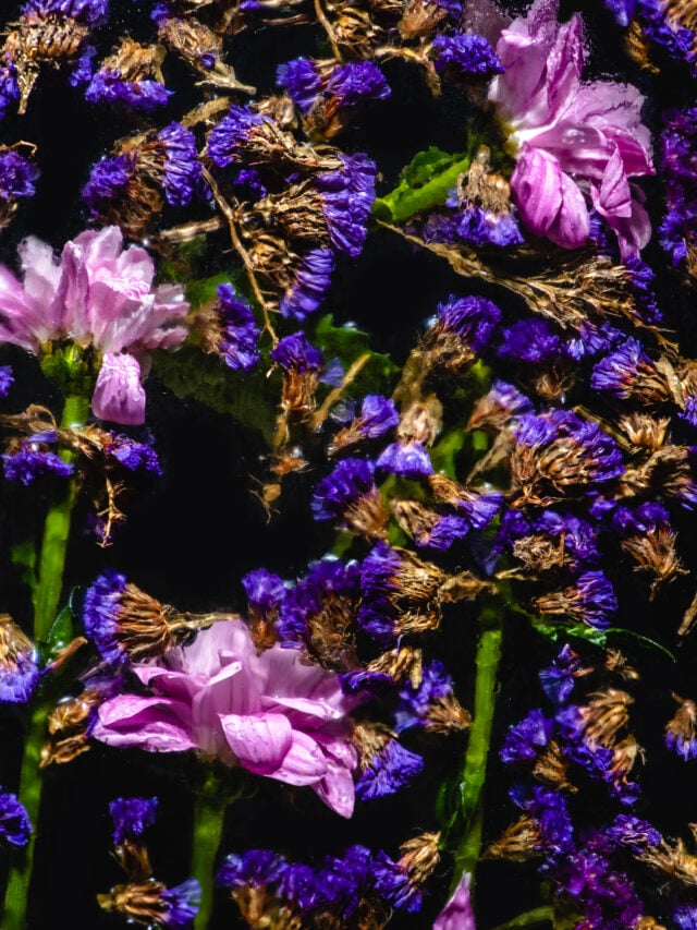 Edible Flowers in Ice Cubes - Perfect for Summer