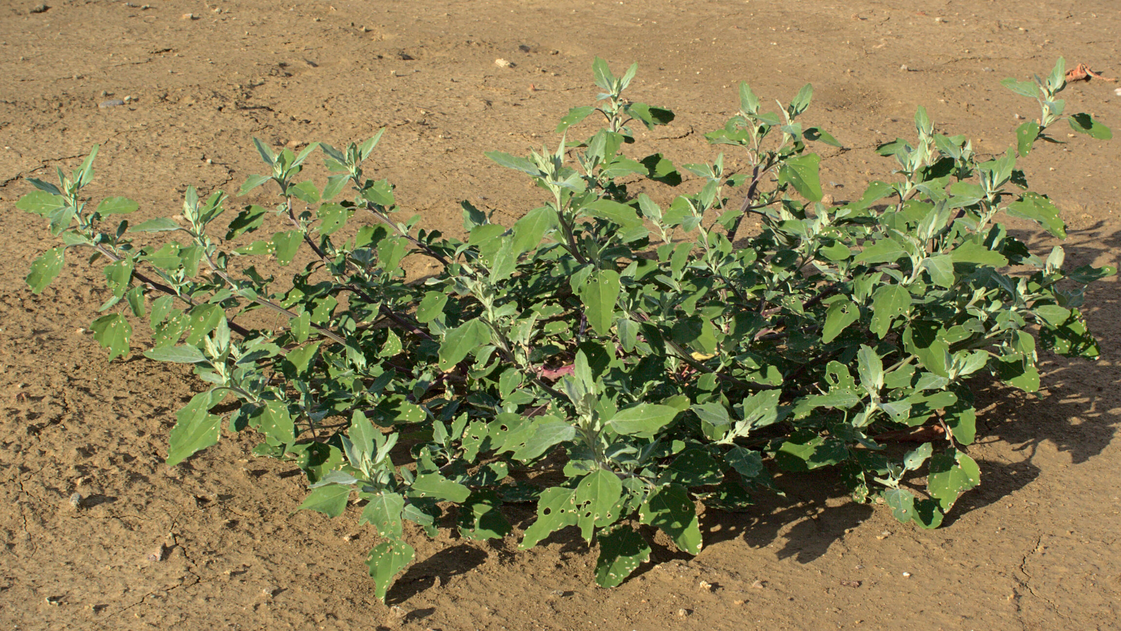 cluster of pigweed aka lambsquarters in a dirt field