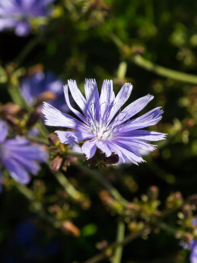 How to Make Edible Flowers - A Step-by-Step Guide