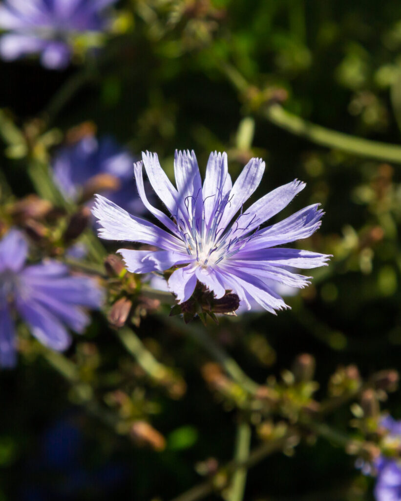 Foraging for Chicory » Slow Living Kitchen