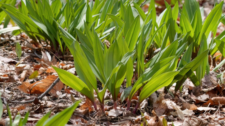 Wild Kitchen Foraging 10 Tips for Foraging with Wild Edibles » Slow Living Kitchen
