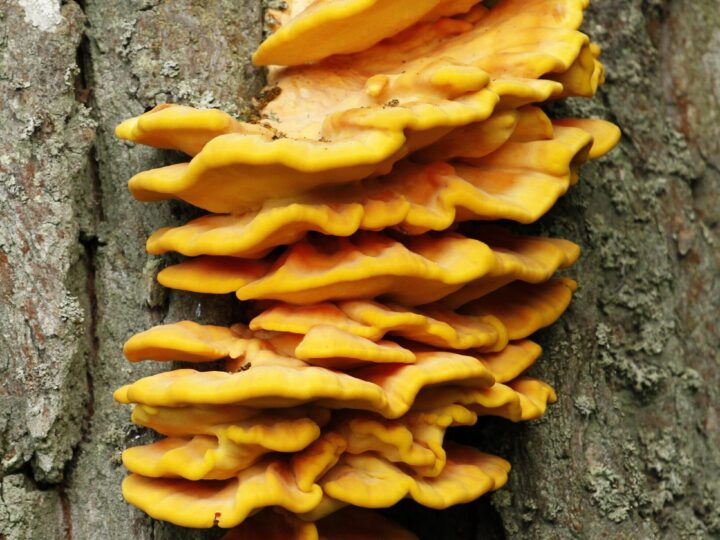 Laetiporus sulphureus bracket fungus