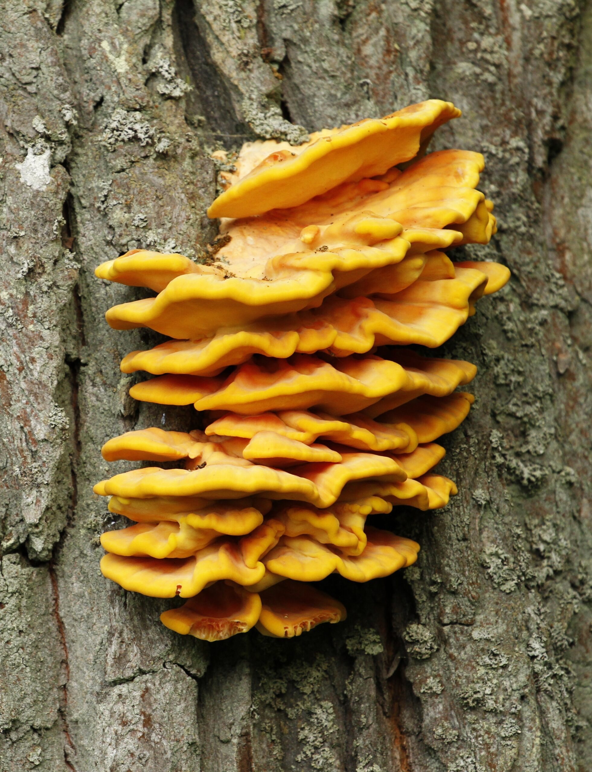 Laetiporus sulphureus bracket fungus