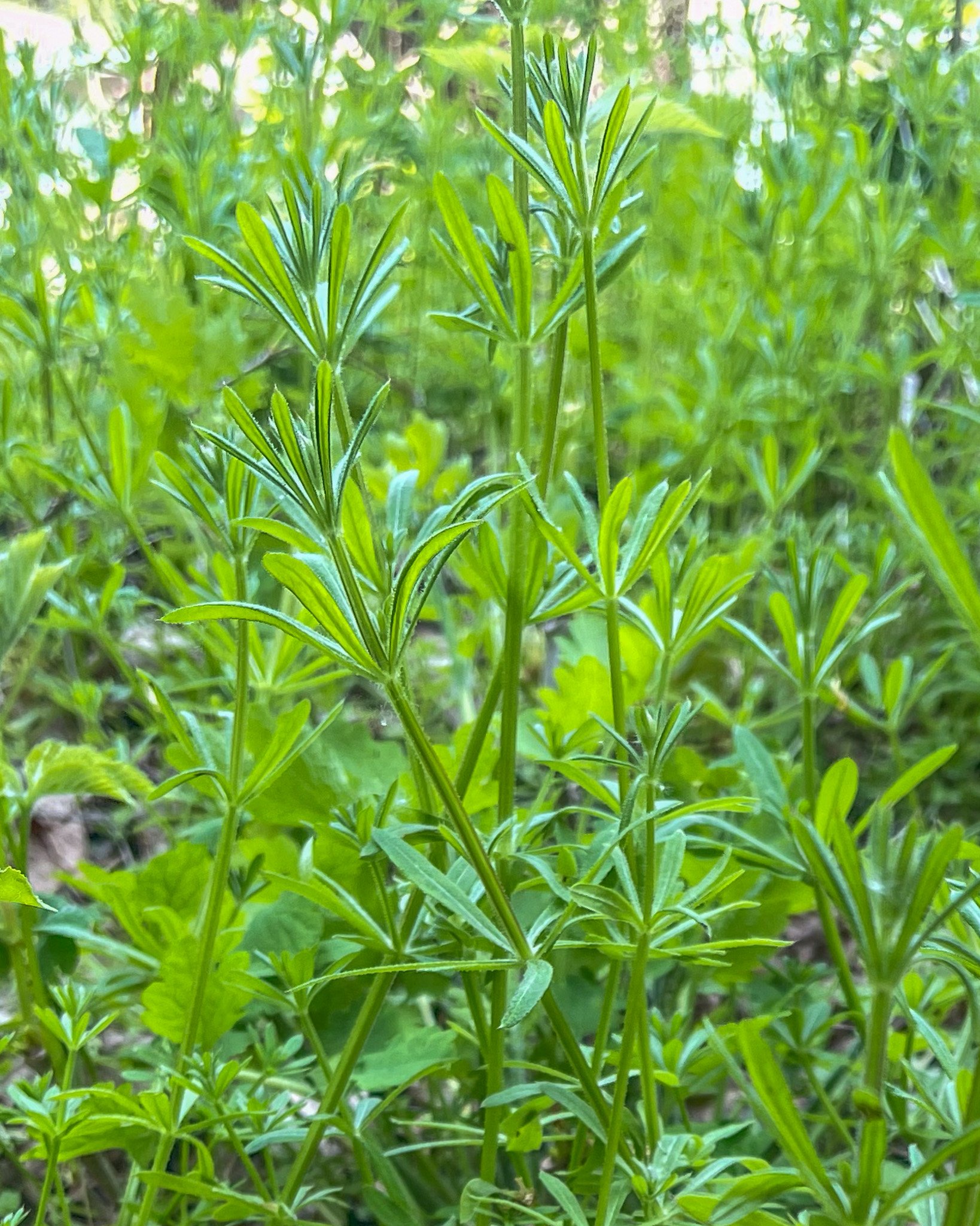 tall cleavers