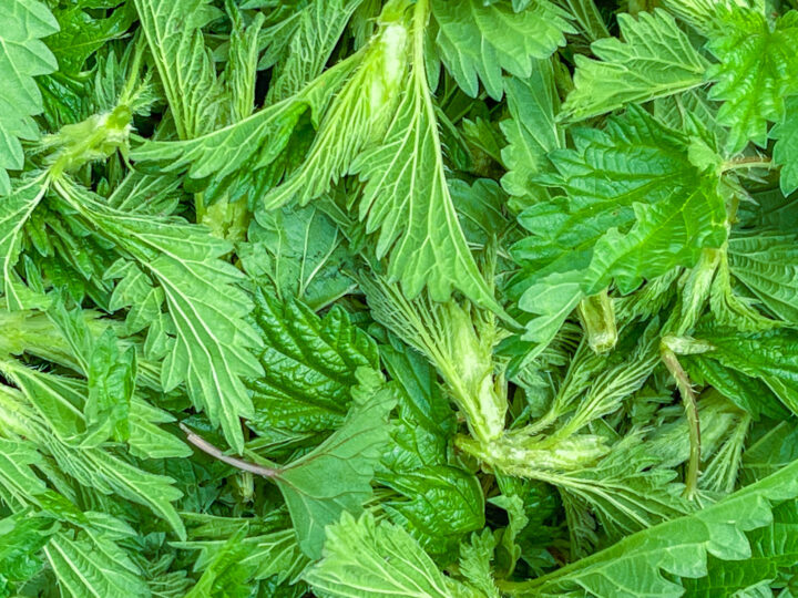 top down view of stinging nettle tops