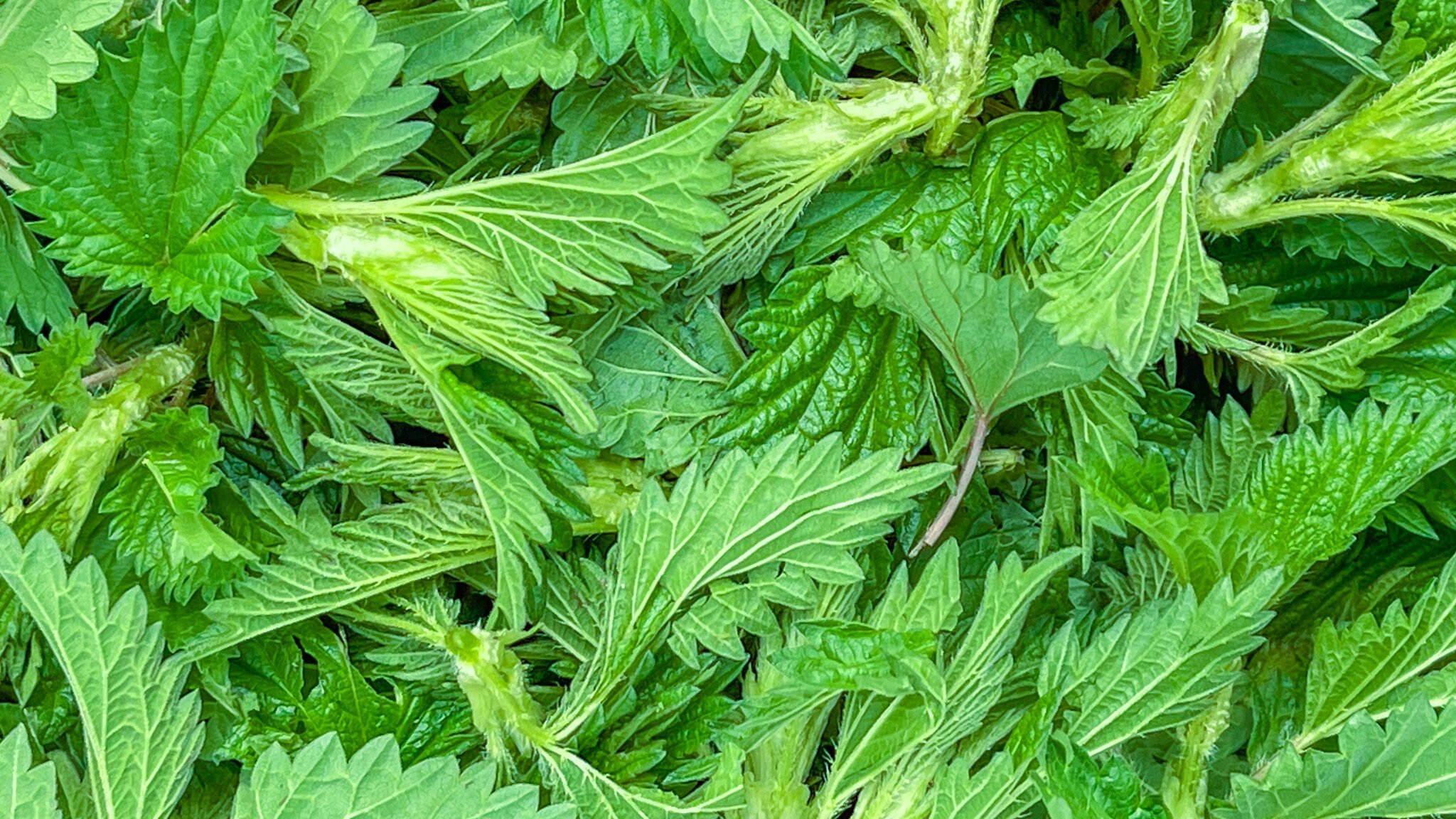 Wild Edible Plant Foraging How to Make Nettle Leaf Tea