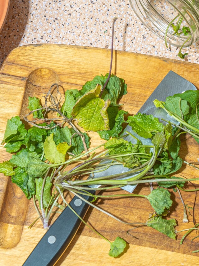 Foraging Magic: 10 Edible Plants from Nature to Table