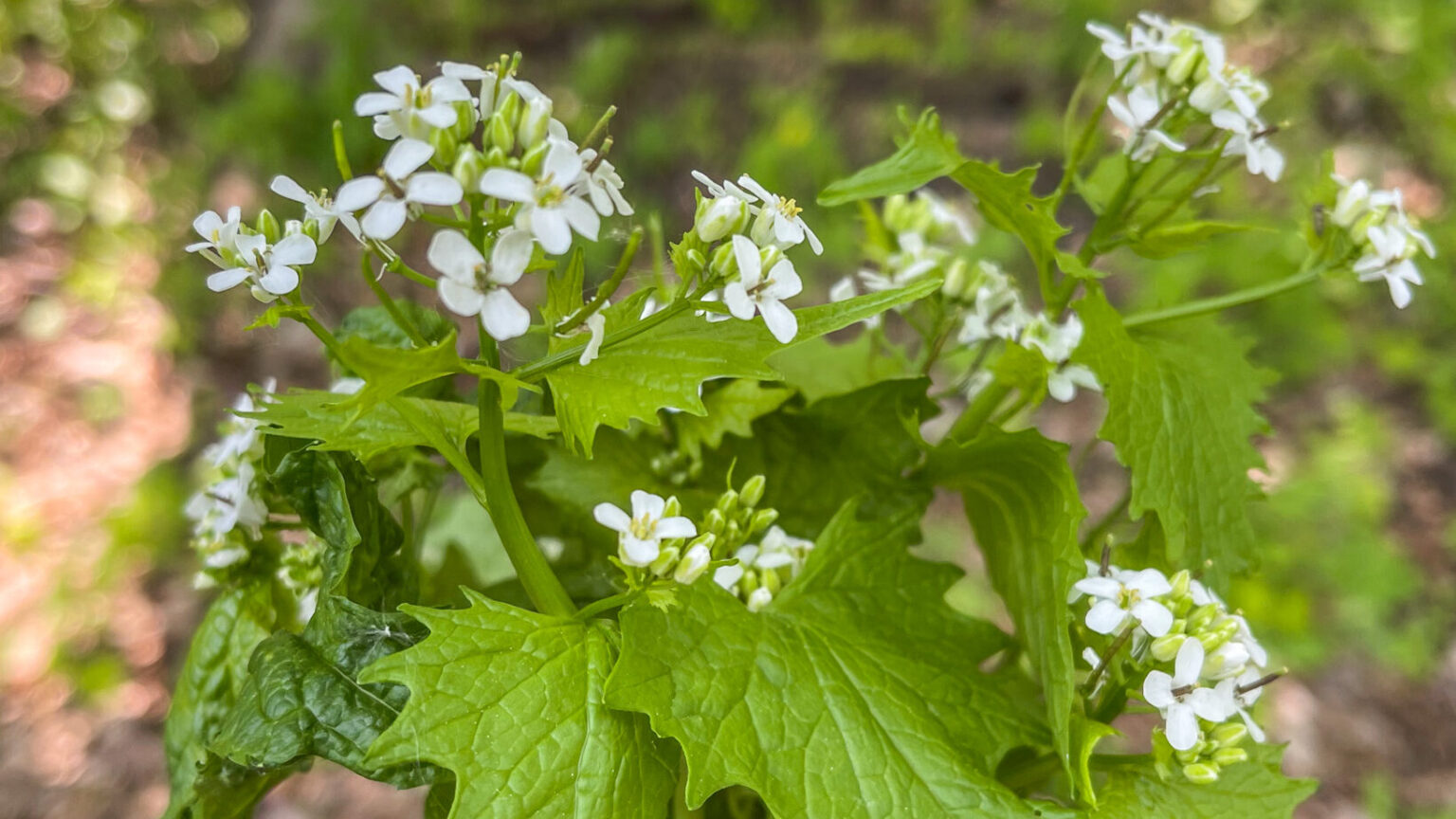 Wild Kitchen Foraging 10 Tips for Foraging with Wild Edibles » Slow Living Kitchen