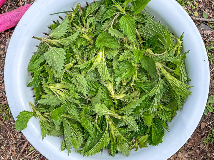 top down view of nettles in a white colander