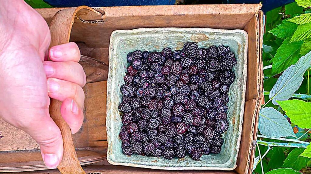 person holding basket with black raspberries standing in a green blackberry bushes