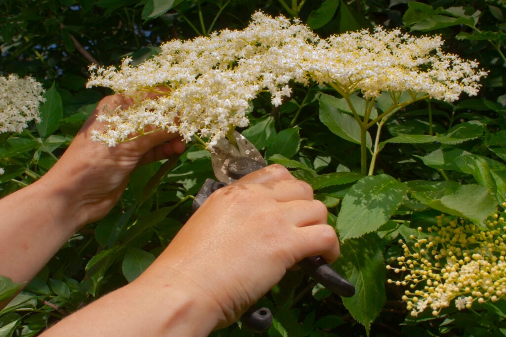 person foraging for elderflowers
