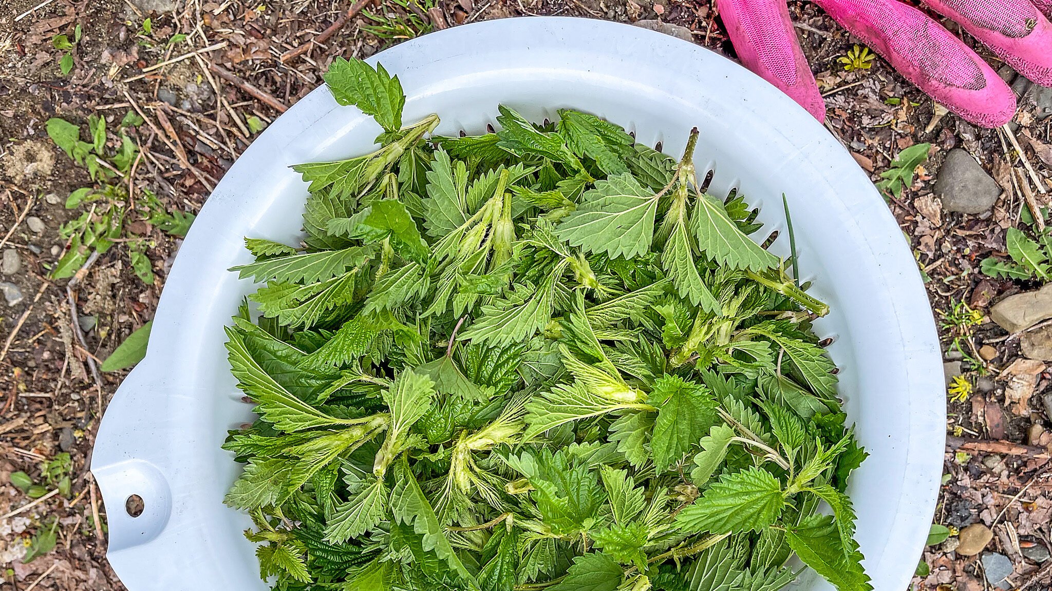 top down view of nettles in a white colander