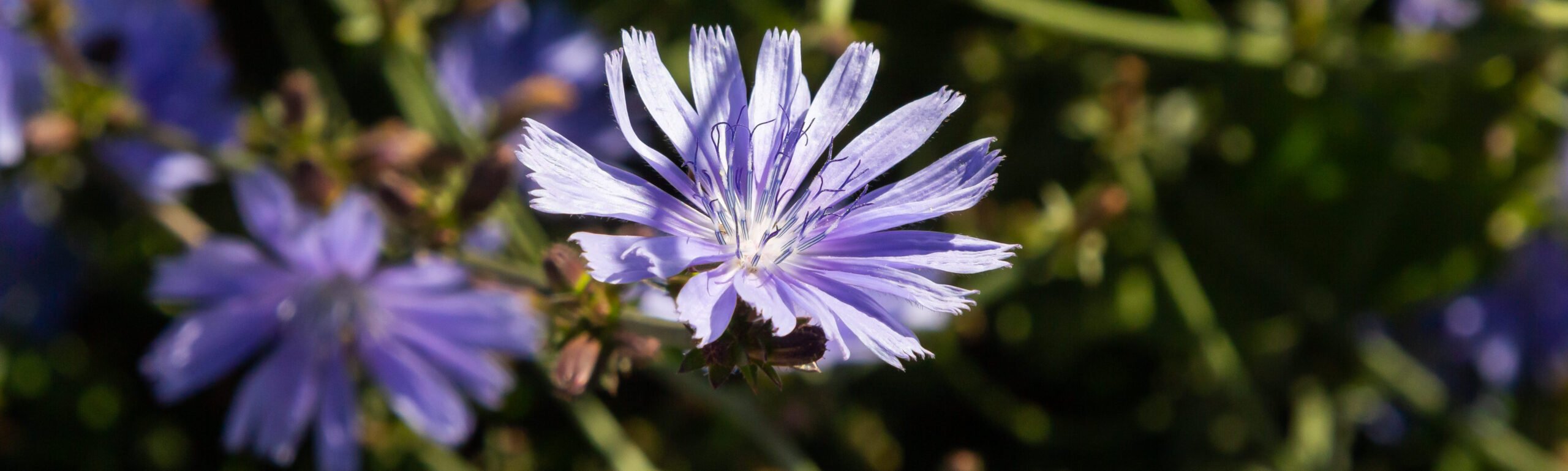 close up. Violet Cichorium intybus blossoms, called as sailor, chicory, coffee weed, or succory is a somewhat woody, herbaceous perennial plant of the dandelion family Asteraceae.