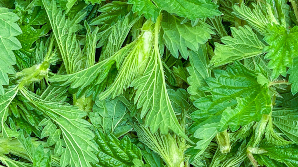 top down view of stinging nettle tops