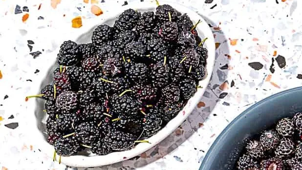person holding a bowl of black raspberries